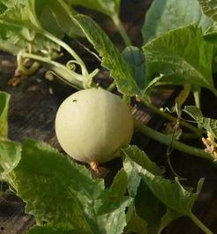 吃香瓜最新事件爆料视频,最新爆料视频揭露惊人真相  第2张